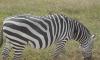 Masai Mara Safari, Trip & Budget Tour Package to Masai Mara