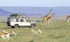 7 Days Kenya budget camping Tour in Masai Mara, Amboseli and Lake Nakuru , Lake Naivasha National Parks