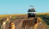 Masai Mara & Lake Nakuru Safari Trip, Tour Package