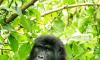 10 days Uganda wildlife and primate experience